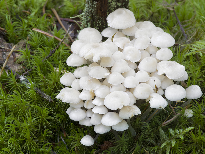 Mycena laevigata